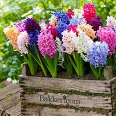 10x Hyacinthus orientalis - Hyacintenbollen mix - Gemengde kleuren - Vroegbloeiers - 10 bloembollen Ø 14-15cm
