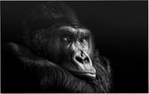 Gorilla op zwarte achtergrond - Foto op Forex - 150 x 100 cm