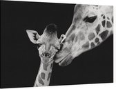 Giraffe koppel op zwarte achtergrond - Foto op Canvas - 45 x 30 cm