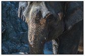 Aziatische olifant - Foto op Akoestisch paneel - 90 x 60 cm