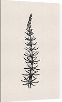 Lidsteng zwart-wit (Mares Tail) - Foto op Canvas - 40 x 60 cm