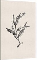 Wilg zwart-wit (Huntingdon Willow) - Foto op Canvas - 100 x 150 cm
