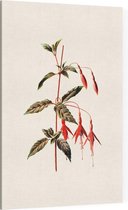 Bellenplant (Fuchsia White) - Foto op Canvas - 30 x 45 cm