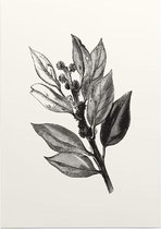 Ilex Hulst zwart-wit 2 (Holly Bud) - Foto op Posterpapier - 29.7 x 42 cm (A3)