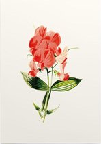 Brede Lathyrus (Everlasting Pea White) - Foto op Posterpapier - 50 x 70 cm (B2)