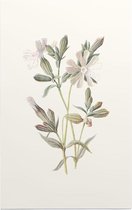 Avondkoekoeksbloem (White Campion) - Foto op Forex - 100 x 150 cm