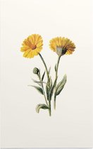Goudsbloem 2 (Common Marigold White) - Foto op Forex - 80 x 120 cm