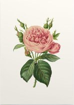 Roos Aquarel (Rose) - Foto op Posterpapier - 50 x 70 cm (B2)