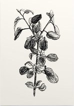 Hippophae zwart-wit (Buckthorn) - Foto op Posterpapier - 42 x 59.4 cm (A2)