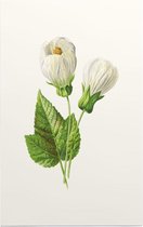 Abutilon (Abutilon) - Foto op Forex - 30 x 45 cm