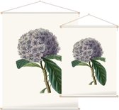 Brunfelsia Aquarel 2 (Brunfelsia) - Foto op Textielposter - 45 x 60 cm