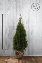 10 stuks | Westerse Levensboom 'Smaragd' Kluit 80-100 cm Extra kwaliteit - Compacte groei - Langzame groeier - Weinig onderhoud
