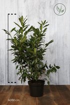 10 stuks | Laurier 'Herbergii' Pot 60-80 cm Extra kwaliteit - Bloeiende plant - Compacte groei - Makkelijk te snoeien - Wintergroen - Zeer winterhard