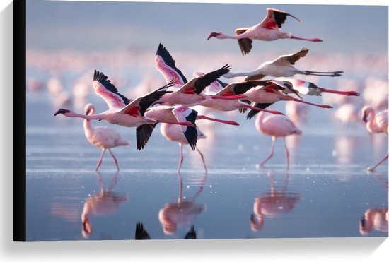 Canvas  - Groep Flamingo's bij het Water - 60x40cm Foto op Canvas Schilderij (Wanddecoratie op Canvas)