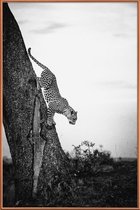 JUNIQE - Poster met kunststof lijst Pouncing Leopard -40x60 /Wit &