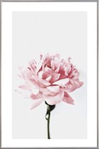 JUNIQE - Poster met kunststof lijst Peony Pink and Grey -30x45 /Ivoor