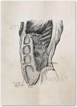 Anatomy Poster Abdomen 2 - 20x25cm Canvas - Multi-color