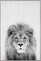 JUNIQE - Poster met kunststof lijst Leeuw zwart-wit foto -30x45 /Grijs