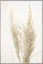 JUNIQE - Poster met kunststof lijst Pampas riet -60x90 /Ivoor & Wit