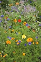 MRS Seeds & Mixtures Eetbare bloemenmix – Groeihoogte: 40-80 cm – Trekt nuttige insecten aan – Gevarieerd en kleurrijk