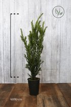 10 stuks | Taxus media 'Hillii' Pot 60-80 cm - Compacte groei - Formele haag - Zeer winterhard