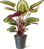 Pauwenplant (Calathea Medallion) Kamerplant - Medium - Hoogte 75cm - Potmaat 19cm - Plantery
