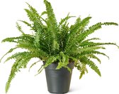 Krulvaren (Nephrolepis) Kamerplant - Klein - Hoogte 50cm - Potmaat 17cm - Plantery