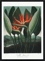 Poster 'The Queen Plant - Thornton - Kunstreproductie Schilderij Plant & Bloem