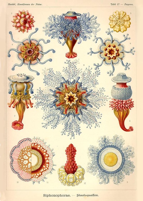 Poster Ernst Haeckel - Siphonophorae Artprint - Kunstformen der natur - Artforms - 50x70 cm