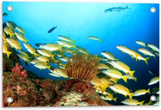 Tuinposter – Vissen bij Koraal in de Zee - 60x40cm Foto op Tuinposter  (wanddecoratie voor buiten en binnen)
