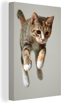 Toile de chat sautant 2cm 40x60 cm - Tirage photo sur toile (Décoration murale salon / chambre) / Peintures sur toile pour Animaux domestiques