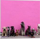 Acrylglas - Soorten Honden op Roze Achtergrond - 50x50cm Foto op Acrylglas (Met Ophangsysteem)