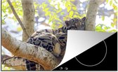 Luxe inductie beschermer Nevelpanter - 78x52 cm - Een nevelpanter die uit zit te rusten in een boom - afdekplaat voor kookplaat - 3mm dik inductie bescherming - inductiebeschermer