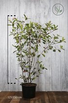 10 stuks | Glansmispel 'Red Robin' Pot 125-150 cm - Bloeiende plant - Makkelijk te snoeien - Vruchtdragend - Wintergroen