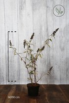 10 stuks | Vlinderstruik 'Black Knight' Pot 60-80 cm Extra kwaliteit - Bloeiende plant - Geurend - Informele haag - Insectenlokkend - Bladverliezend