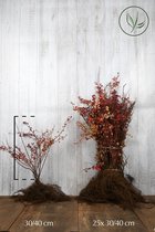 25 stuks | Rode Zuurbes Blote wortel 30-40 cm - Bladverliezend - Bloeiende plant - Geschikt als lage haag - Inbraakwerend