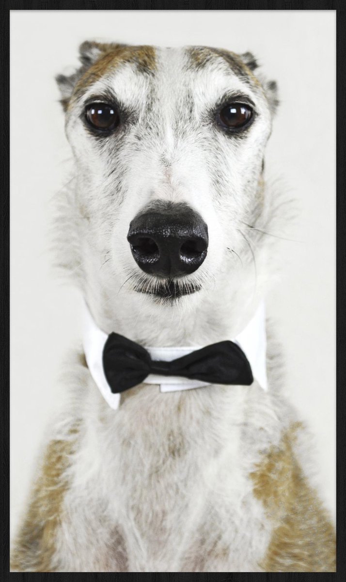 Schilderij - hond - sloughi - Collectie Faces - Forex met zwarte Lijst - 70x118cm