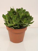 Kamerplant van Botanicly – Crassulla arborescens – Hoogte: 20 cm