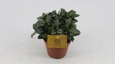 Kamerplant van Botanicly – Pannenkoekenplant – Hoogte: 20 cm – Pilea peperomioides