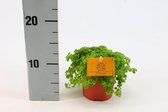 Kamerplant van Botanicly – Kanonplantje – Hoogte: 15 cm – Pilea depressa Sao Paulo