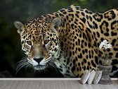 Professioneel Fotobehang Jaguar - bruin - Sticky Decoration - fotobehang - decoratie - woonaccessoires - inclusief gratis hobbymesje - 415 cm breed x 280 cm hoog - in 7 verschillende formaten
