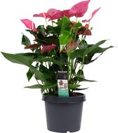 Kamerplant van Botanicly – Flamingoplant – Hoogte: 70 cm – Anthurium Maine