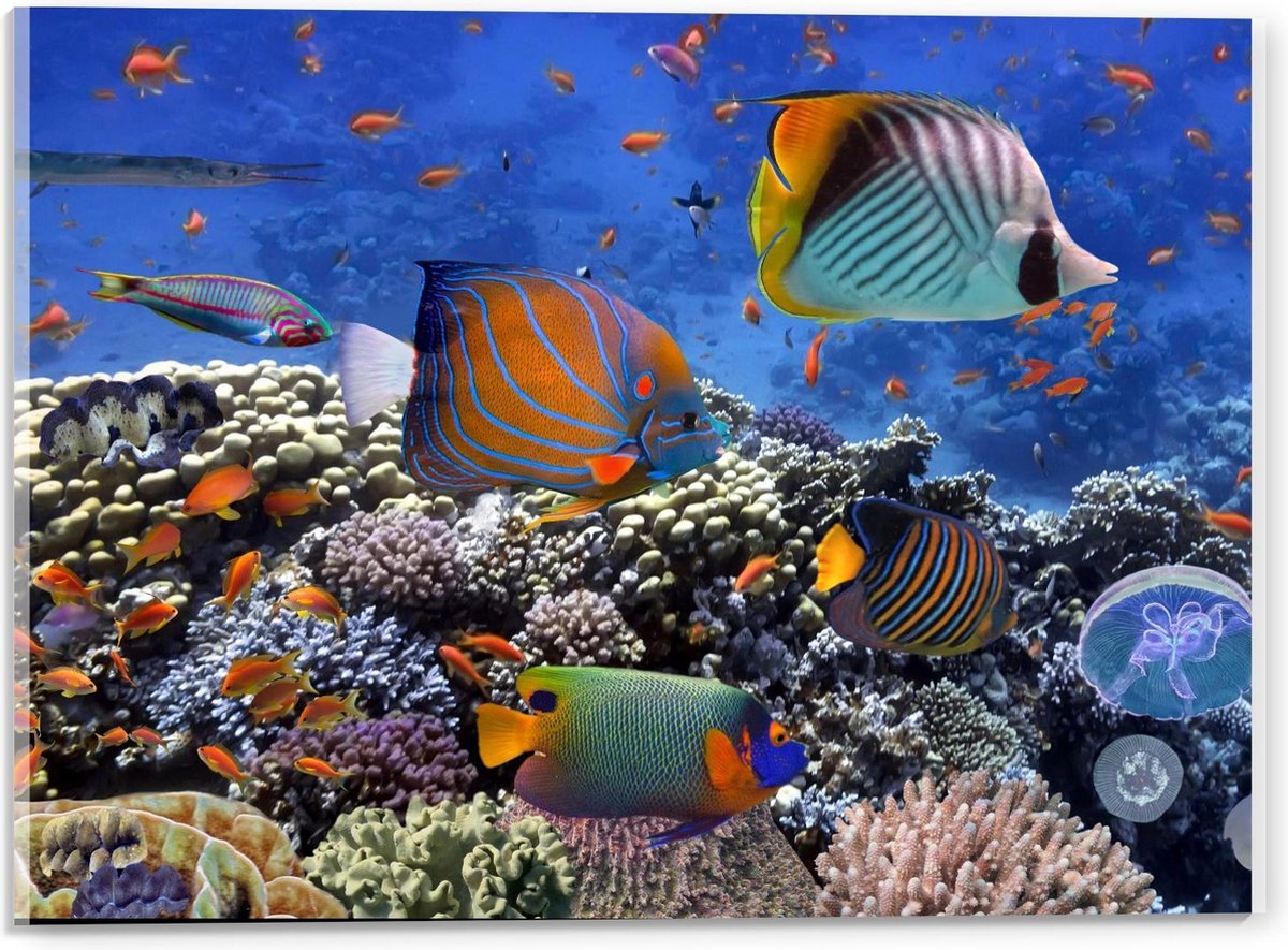 Acrylglas - Tropische Vissen in Aquarium - 40x30cm Foto op Acrylglas (Wanddecoratie op Acrylglas)