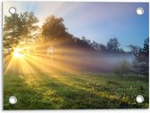 Tuinposter – Zonnestralen door Boom op Grasveld - 40x30cm Foto op Tuinposter  (wanddecoratie voor buiten en binnen)