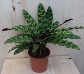 Calathea Insigne Pauwenplant Stippen 30cm