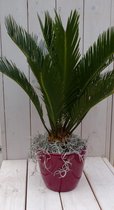 Palmvaren Vredespalm in rode pot 50 cm