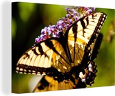 Canvas Schilderij Close-up van een papilio glaucus vlinder - 30x20 cm - Wanddecoratie