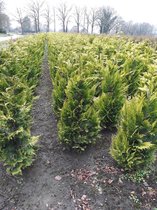 Gele Californische Cypres Chamaecyparis Ivonne 140-160 cm, 50x Haagplant