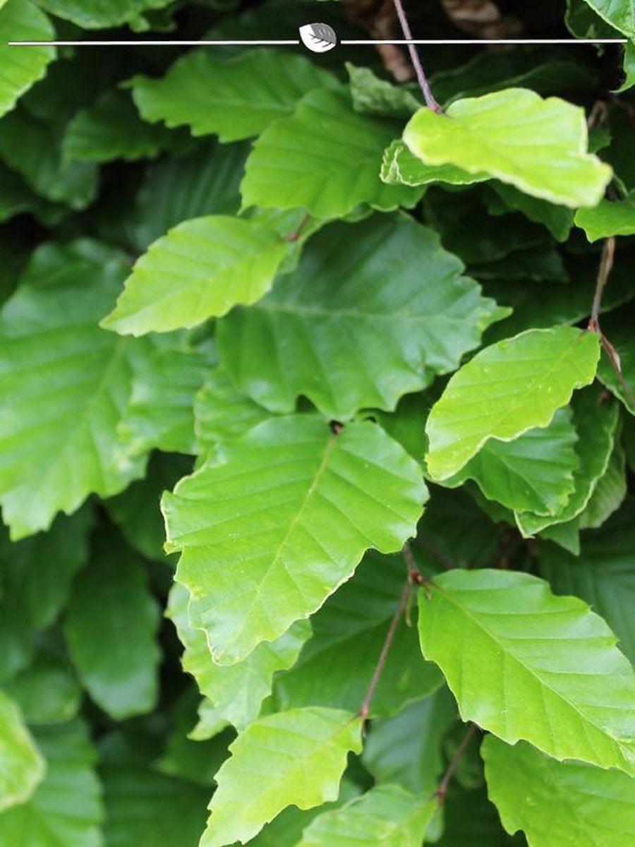 Groene Beuk Fagus sylvatica 175-200 cm Blote wortel, 130x Haagplant
