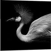 Acrylglas - Zwart Wit Foto van Kraan Vogel - 80x80cm Foto op Acrylglas (Met Ophangsysteem)